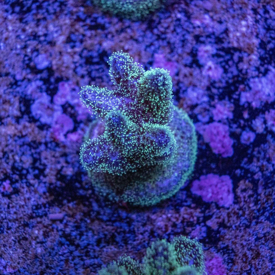 Pocci Frag WYSIWYG SPS coral frag with branching stony structure for marine reef aquarium
