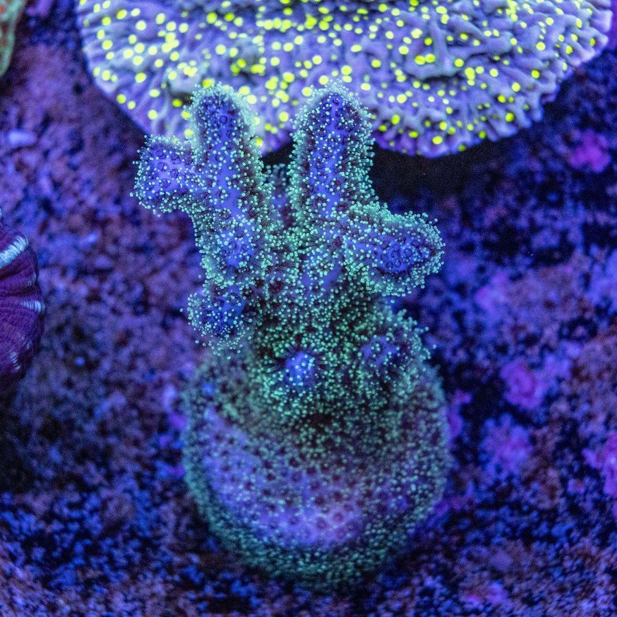 Pocci Frag WYSIWYG SPS coral frag with branching stony structure for reef aquariums