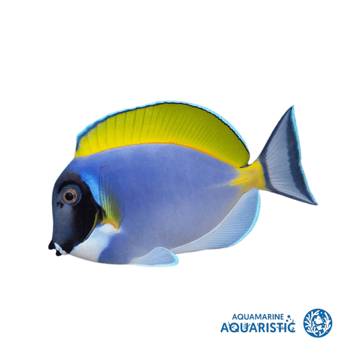 Powder Blue Tang (Acanthurus leucosternon) - Aquamarine Aquaristic - 
