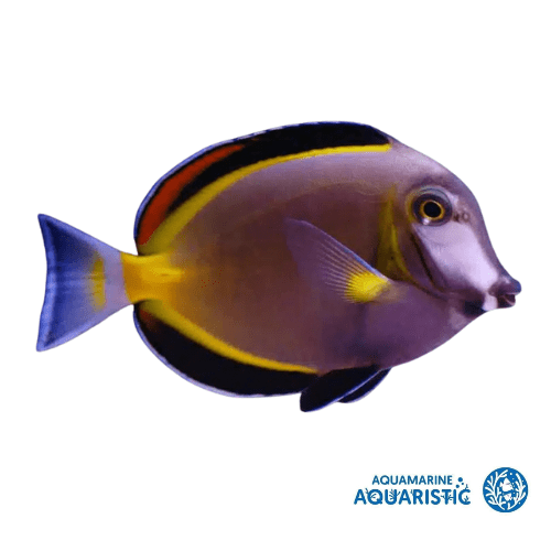 Powder Brown Tang (Acanthurus japonicus)
