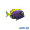 Powder Purple Tang (Acanthurus leucosternon x nigricans)