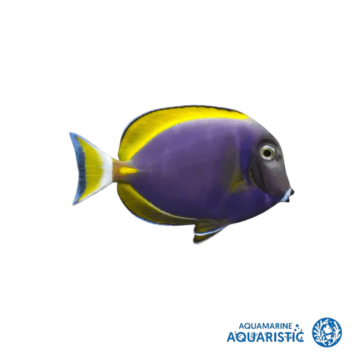 Powder Purple Tang (Acanthurus leucosternon x nigricans)