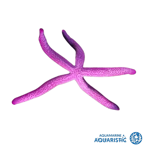 Purple Linckia Starfish (Linckia laevigata)