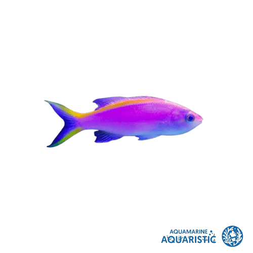 Queen Anthias (Pseudanthias Anthias)