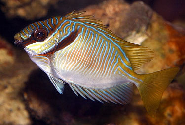 Double Bar Rabbitfish (Siganus virgatus) – Aquamarine Aquaristic