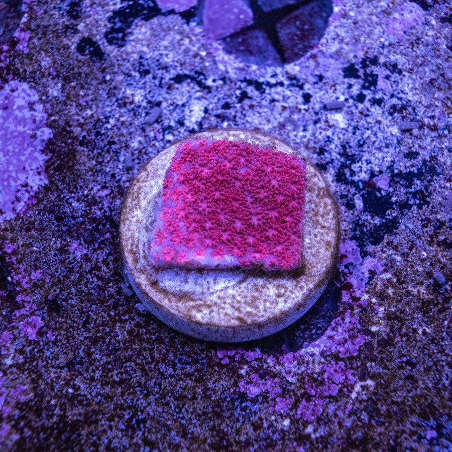 Red Bernardapora WYSIWYG LPS coral frag with visible red polyps and encrusting growth on frag plug
