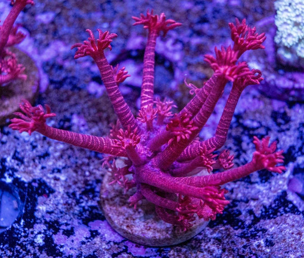Red Glitter Goniopora Frag