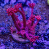 Red Glitter Goniopora Frag
