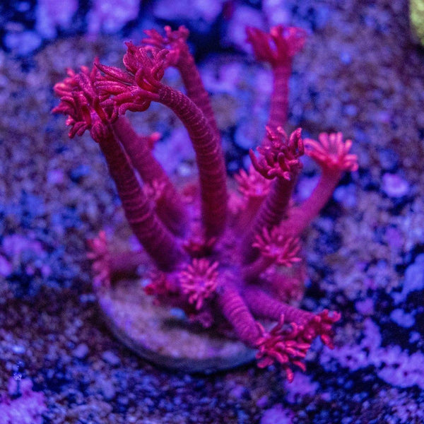 Red Glitter Goniopora Frag
