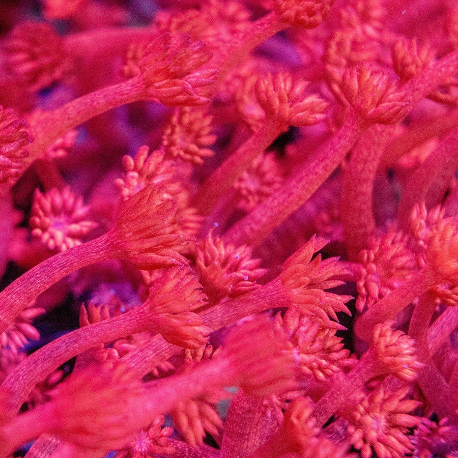 Aquacultured Red Glitter Goniopora coral frag displaying vibrant red polyps with glittering centres extended in a marine reef aquarium.