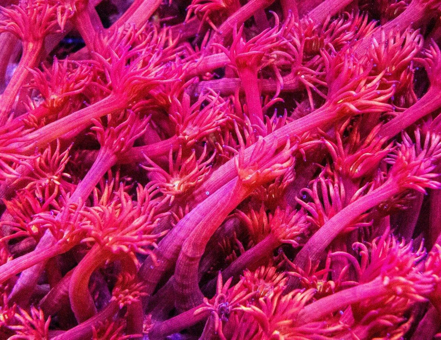 Red Goniopora Frag 'Super Extender' - Aquamarine Aquaristic - 