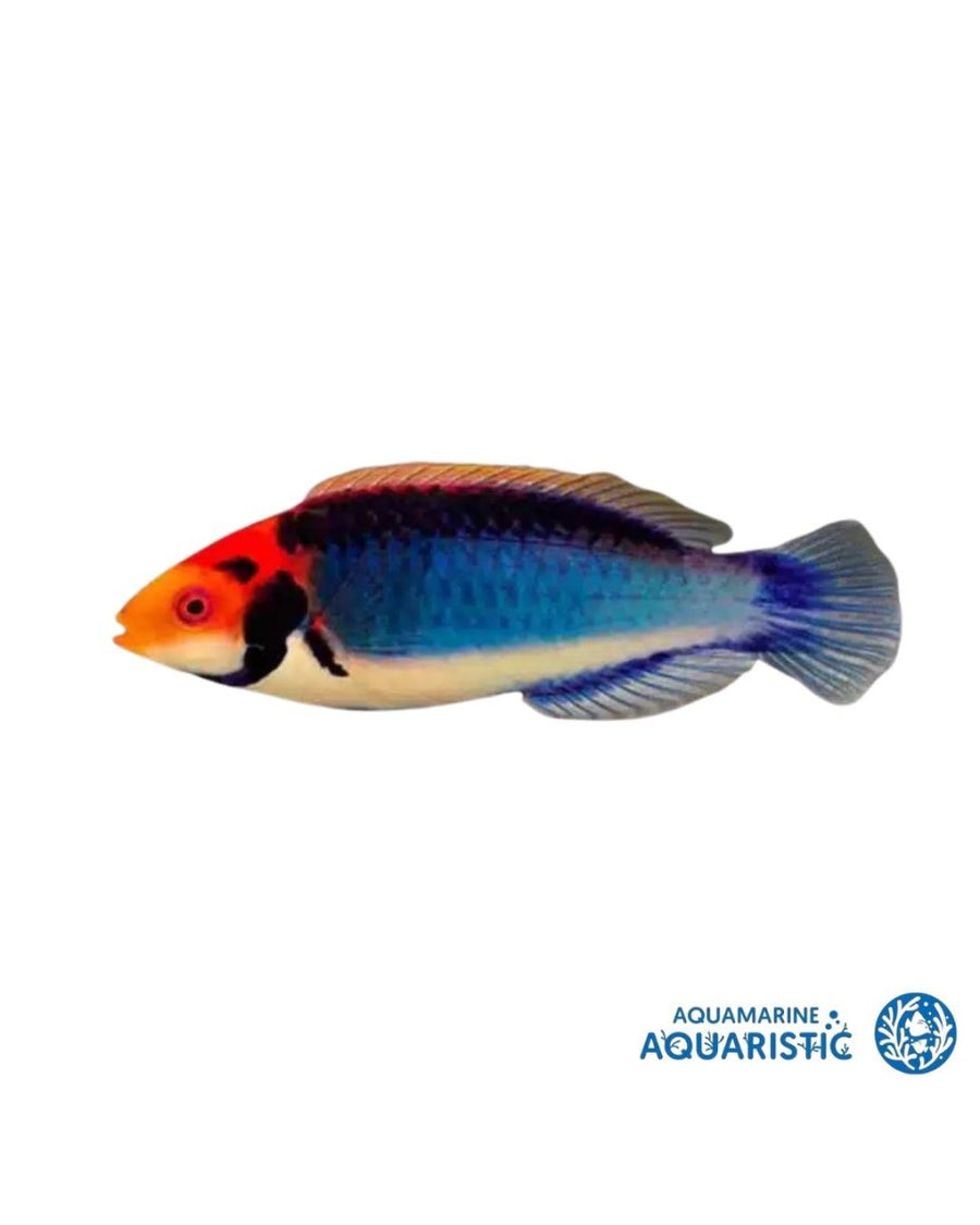 Red Head Salon Fairy Wrasse (Cirrhilabrus cf. rubrimentum) - Aquamarine Aquaristic - animal