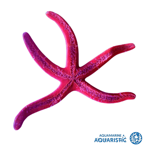 Red Linckia (Linckia sp.)