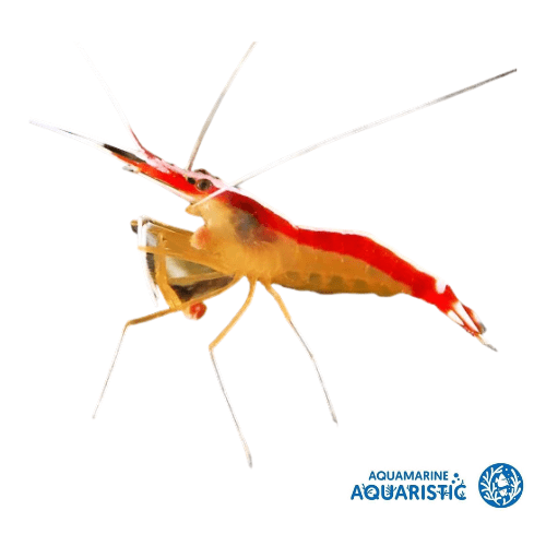 Red Line Cleaner Shrimp (Lysmata amboinensis) - Aquamarine Aquaristic - 
