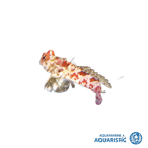 Red Scooter Dragonet (Starry Dragonet) - Aquamarine Aquaristic - 