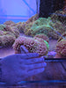 XL Candy Apple Anemones (15cm-20cm)