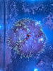Magnifica Anemone (Radianthus magnifica) with Wild Percular clownfish