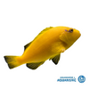 Tahitian Hawkfish