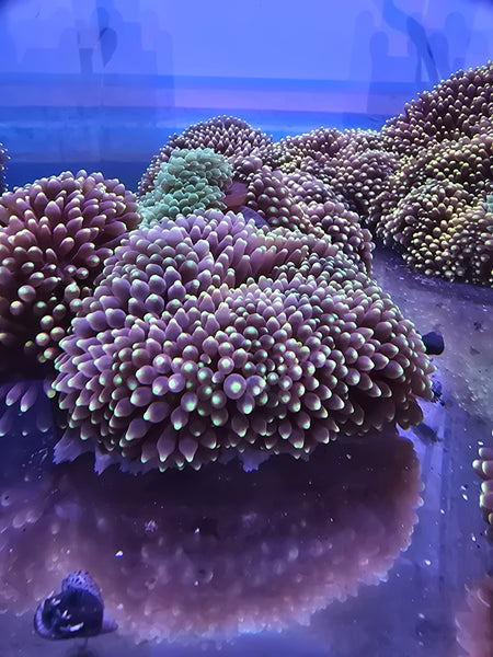 XL Candy Apple Anemones (15cm-20cm)