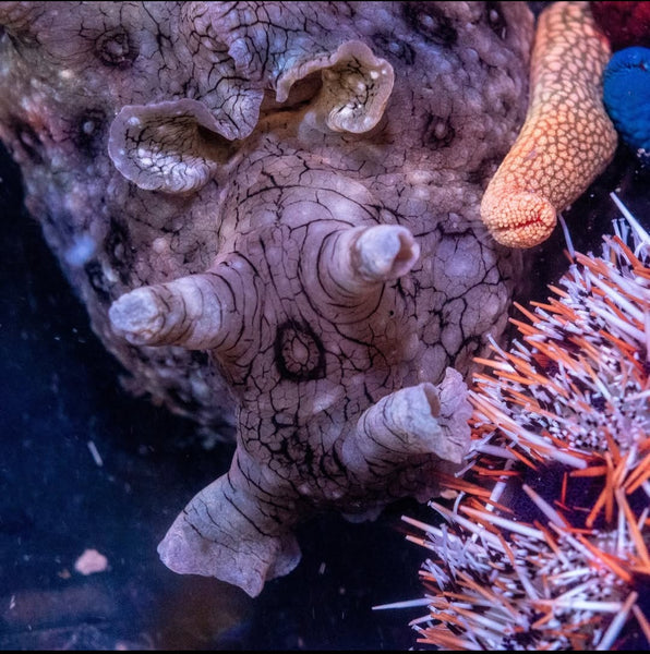 Winged Sea Hare (Aplysia dactylomela)