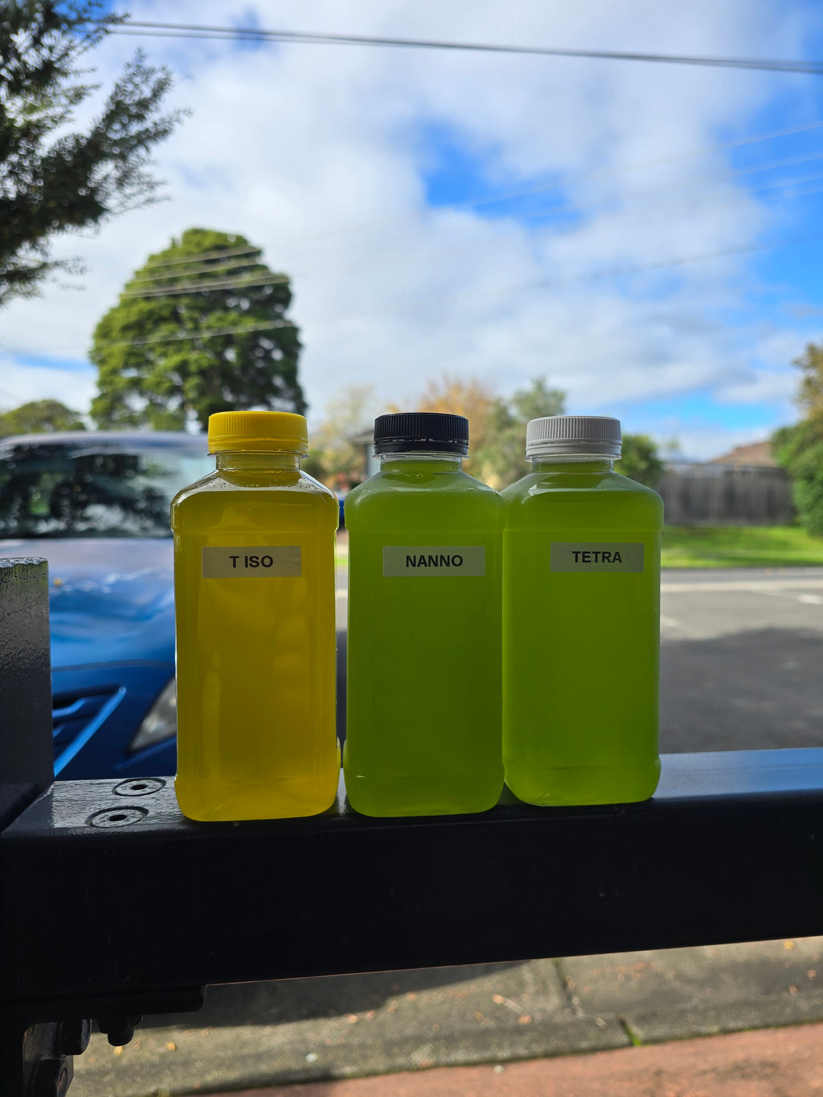 Live Phytoplankton (Triple Pack)