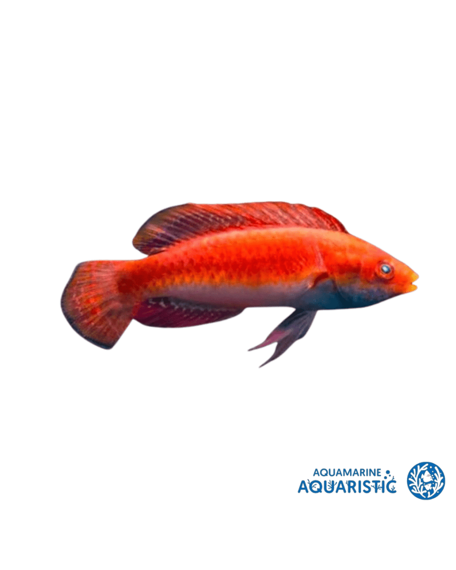 Sailfin Fairy Wrasse - Aquamarine Aquaistic