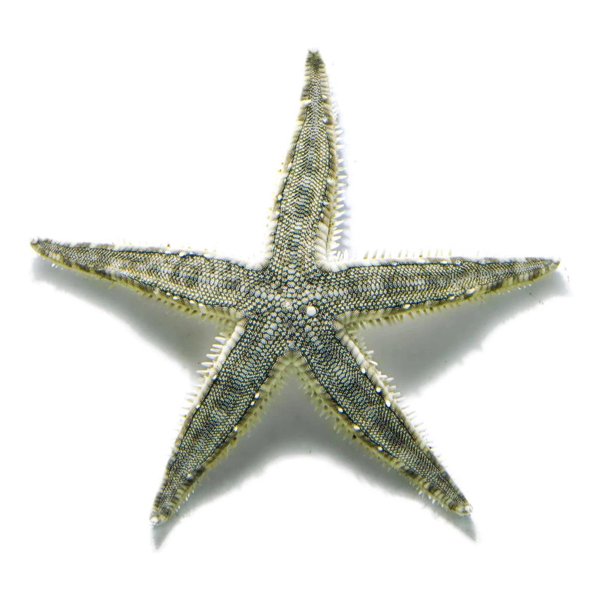 Sand Sifting Starfish (Astropecten polyacanthus)