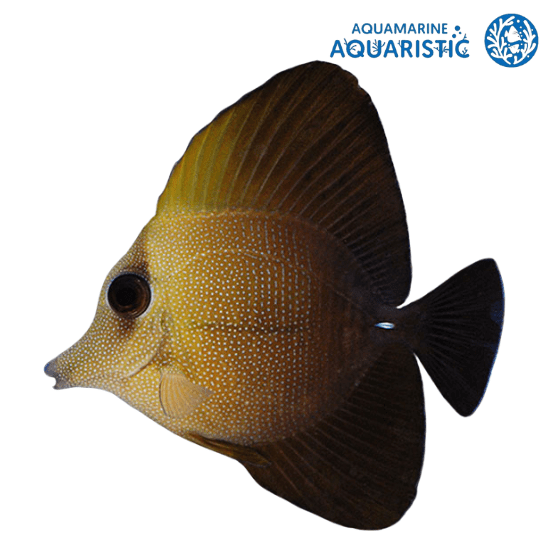 Scopas Tang (Zebrasoma scopas) - Aquamarine Aquaristic - 