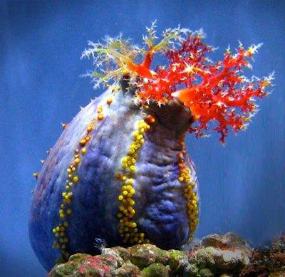 Sea Apple (Pseudocolourchirus violaceus) - Aquamarine Aquaristic - 