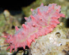 Pink Spiny Cucumber (Pentacta anceps)