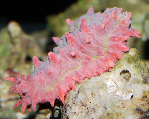 Pink Spiny Cucumber (Pentacta anceps)