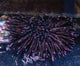 Sea Urchins