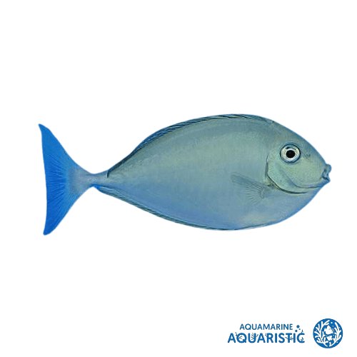 Sleek Unicornfish (Naso hexacanthus)
