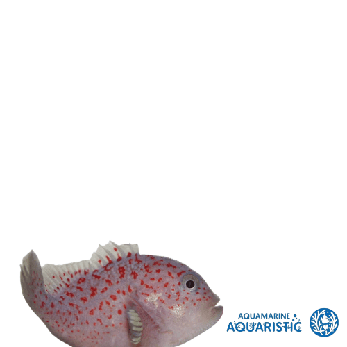 Spotted Croucher (Caracanthus maculatus)