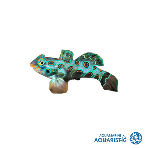 Spotted Mandarin (Synchiropus picturatus)