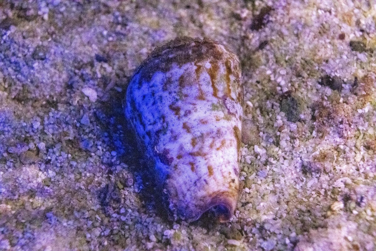 Strombus Snail (Strombus Luhuanus)