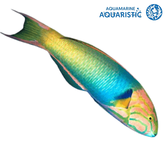 Sunset Wrasse (Thalassoma lutescens)