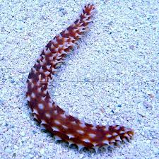 Tiger Tail Sea Cucumber (Holothuria thomasi / Holothuria hilla)