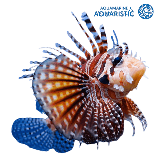 Tiny Zebra Lionfish (Dendrochirus zebra)