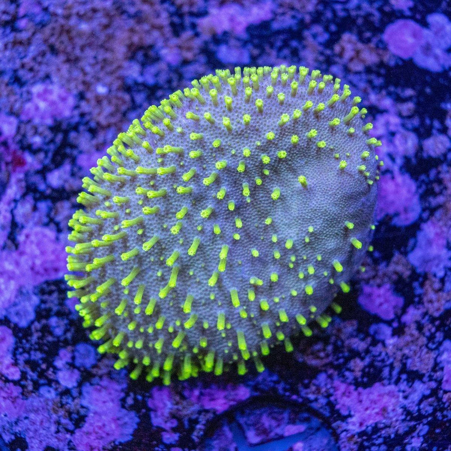 WYSIWYG Toadstool Frag soft coral with leather cap and extended polyps for reef aquarium