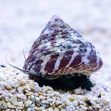 Trochus Snail (Trochus Niloticus) - Aquamarine Aquaristic - 
