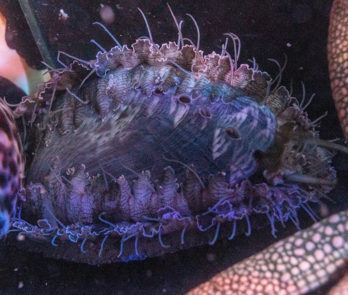 Tropical Abalone (Haliotis spp.)