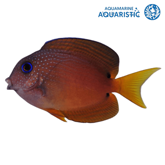 Two Spot Bristletooth (Ctenochaetus binotatus)