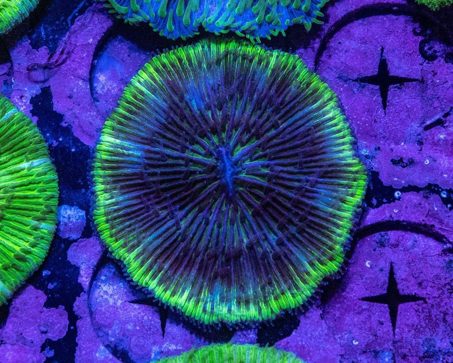UFO Green Fungia (Assorted) - Aquamarine Aquaristic - 