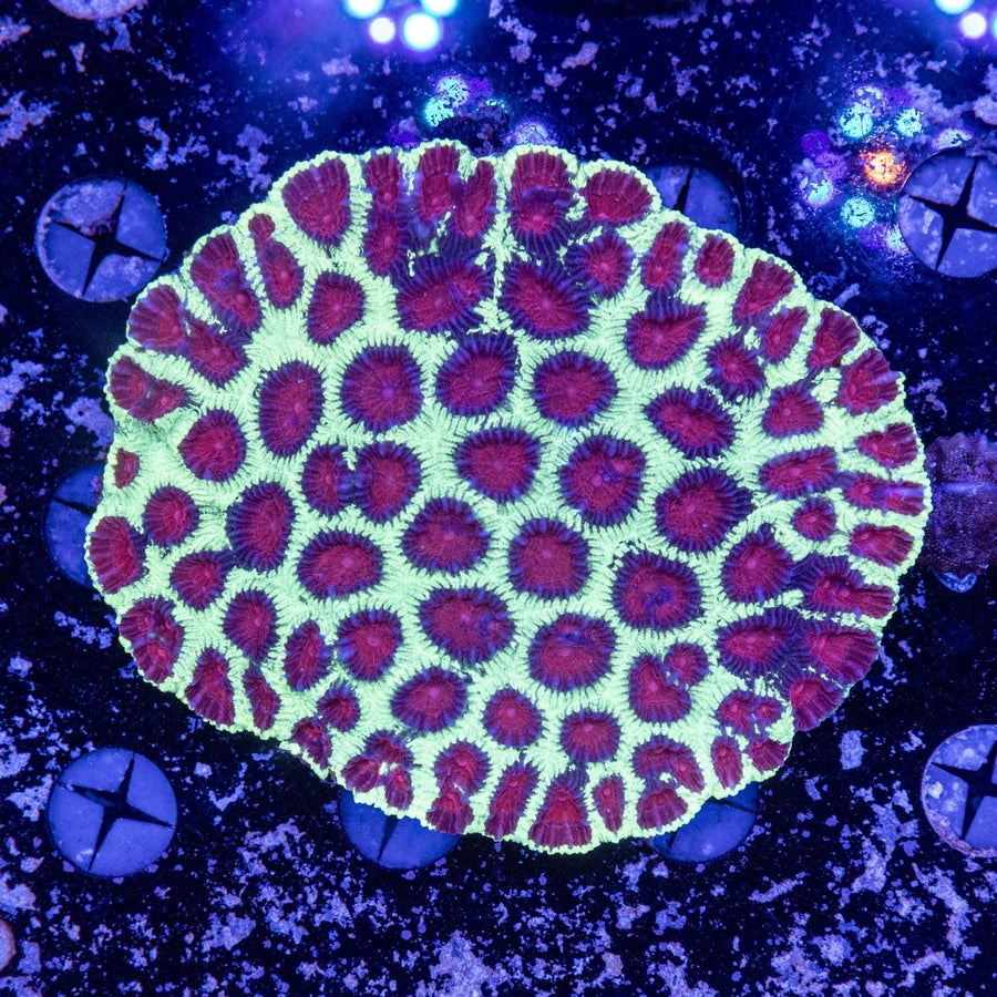 WYSIWYG Favia LPS Coral displaying vibrant fluorescent colours and intricate corallite patterns in a reef aquarium.