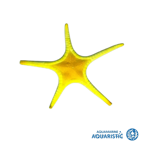 Whitsunday Starfish (Fromia nodosa)