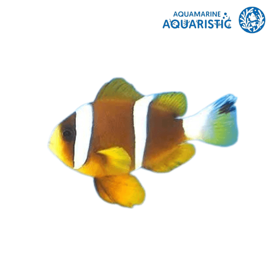 Great Barrier Reef clownfish (Amphiprion akidynos)