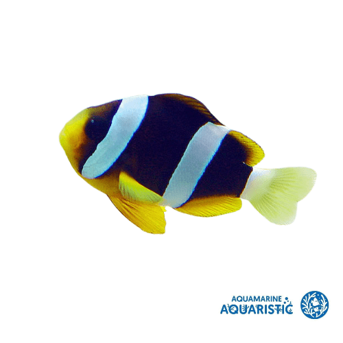 Clark's Clownfish (1-4cm)