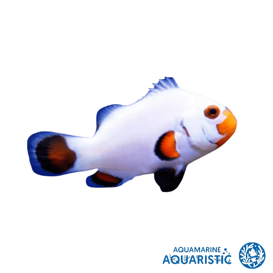 Wyomin Clownfish (amphiprion ocellaris) - Aquamarine Aquaristic - 