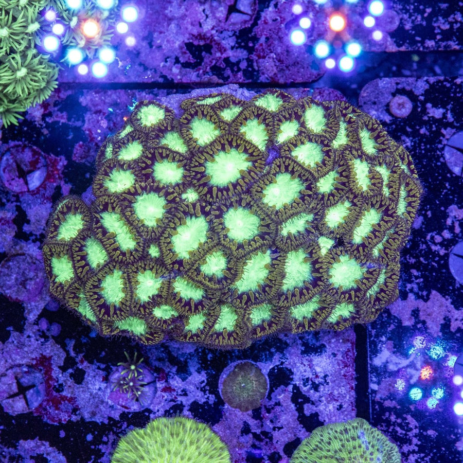 WYSIWYG 62 Polyp Blastomussa LPS Coral - Aquamarine Aquaristic - 